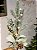 GALHO DECORATIVO FOLHAS COM PINHA 50CM - Imagem 3