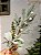 GALHO DECORATIVO FOLHAS COM PINHA 50CM - Imagem 1