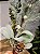 GALHO DECORATIVO FOLHAS COM PINHA 50CM - Imagem 4