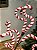 GALHO DECORATIVO CANDY CANNE VERMELHO E ROSA 56CM - Imagem 2