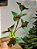 GALHO DECORATIVO FOLHA COM BERRY VERMELHO E VERDE 63CM - Imagem 1