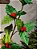 GALHO DECORATIVO FOLHA COM BERRY VERMELHO E VERDE 63CM - Imagem 2
