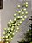 GALHO DECORATIVO PEROLADO VERDE 45CM - Imagem 2