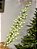 GALHO DECORATIVO PEROLADO VERDE 75CM - Imagem 1