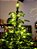 ÁRVORE REALISTA PINHEIRO PINUS 1370 GALHOS 500 LEDS WARM 2,10CM - Imagem 4