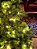 ÁRVORE PINHEIRO ESMERALDA 1012 GALHOS 450 LEDS WARM 2,10CM COM FUNÇÕES - Imagem 6