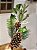 GALHO DECORATIVO PERMANENTE PINHA COM GALHOS 63CM - Imagem 2