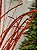 GALHO DECORATIVO VERMELHO 78CM - Imagem 3