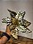 FLOR POINSÉTIA DOURADO COM PEROLAS 27CM - Imagem 5