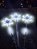 TRIO ASTE COM FLOCO DE NEVE COM EFEITO 426 LEDS BRANCO FRIO BIVOLT USO INTERNO E EXTERNO - Imagem 1