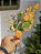 GALHO COM OVINHOS LARANJA 35CM - Imagem 2