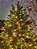 ÁRVORE PINHEIRO LUXO REALISTA NOVA YORK 2067 GALHOS COM 1050 LEDS BICOLOR 2,10CM - Imagem 10