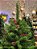 ÁRVORE PINHEIRO BERRY E PINHA 810 GALHOS 1,80CM - Imagem 4