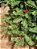 ÁRVORE PINHEIRO BERRY E PINHA 810 GALHOS 1,80CM - Imagem 9