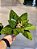 FLOR POINSETIA VERDE VELUDO 30CM - PRÉ VENDA 2025 - Imagem 2