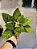 FLOR POINSETIA VERDE VELUDO 30CM - PRÉ VENDA 2025 - Imagem 1