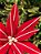 FLOR POINSETIA VERMELHO E BRANCO 30CM - Imagem 2