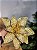 FLOR POINSETIA DOURADA 28CM - Imagem 1