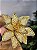 FLOR POINSETIA DOURADA 28CM - Imagem 6
