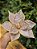 FLOR POINSETIA ROSÉ 28CM - Imagem 1