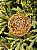 BOLA ARAMADA RATTAN OURO 25CM - Imagem 5