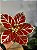 FLOR POINSETIA DECORATIVA VERMELHO E DOURADO 19CM - Imagem 4