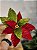 FLOR POINSETIA DECORATIVA VERMELHO E VERDE 20CM - Imagem 1