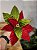 FLOR POINSETIA DECORATIVA VERMELHO E VERDE 20CM - Imagem 2