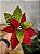 FLOR POINSETIA DECORATIVA VERMELHO E VERDE 20CM - Imagem 3
