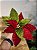 FLOR POINSETIA DECORATIVA VERMELHO E VERDE 20CM - Imagem 4