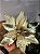 FLOR POINSETIA DECORATIVA CHAMPANHE E OURO 25CM - Imagem 6