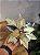 FLOR POINSETIA DECORATIVA CHAMPANHE E OURO 25CM - Imagem 7
