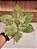 FLOR POINSETIA DECORATIVA VERDE E OURO 25CM - PRÉ VENDA 2025 - Imagem 3