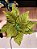 FLOR POINSETIA VELUDO VERDE 30CM - PRÉ VENDA 2025 - Imagem 2