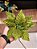 FLOR POINSETIA VELUDO VERDE 30CM - PRÉ VENDA 2025 - Imagem 1