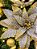 FLOR BICO DE PAPAGAIO PRATA E DOURADO AVELUDADO 33CM - Imagem 4