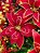 FLOR BICO DE PAPAGAIO VERMELHO 24CM - Imagem 3