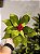 FLOR BICO DE PAPAGAIO AVELUDADO VERDE 30CM - Imagem 2
