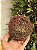 BOLA ARAMADA MICRO BERRY VERMELHA 12CM - Imagem 4