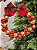 PENDENTE EM METAL GUIRLANDA DE GUIZOS DOURADO E VERMELHO 26CM - Imagem 1