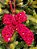 LAÇO VERMELHO COM PAITE 18CM - Imagem 1