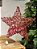 ESTRELA PONTEIRA ARAMADA MICRO BERRY VERMELHA 40CM - Imagem 1