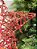 ESTRELA PONTEIRA ARAMADA MICRO BERRY VERMELHA 40CM - Imagem 3