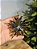 PENDENTE ESTRELA OURO 11,5CM - Imagem 1