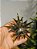 PENDENTE ESTRELA OURO 11,5CM - Imagem 2