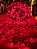 PISCA FESTÃO 1500 LEDS 40 METROS VERMELHO COM STROBO VERMELHO BIVOLT USO INTERNO E EXTERNO - Imagem 8