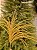 GALHO ARAMADO DOURADO COM GLITTER 60CM - Imagem 4