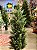 ÁRVORE CIPRESTE REALISTA GALHOS EMBORRACHADOS 1,20CM - Imagem 3