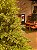 ÁRVORE PINHEIRO REALISTA PÁRIS 2,40CM 4506 GALHOS SUPER ILUMINADA 8200 LEDS WARM BIVOLT - Imagem 17
