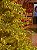 ÁRVORE PINHEIRO REALISTA PÁRIS 2,10CM 3002 GALHOS SUPER ILUMINADA 7000 LEDS WARM BIVOLT - Imagem 17